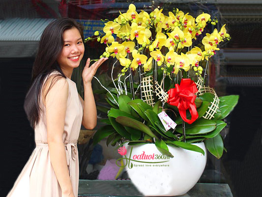 Hoa hồ điệp tươi rực rỡ sắc xuân quận tân bình