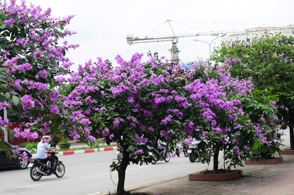 đường phố đẹp xinh nhờ có hoa bằng lăng tím