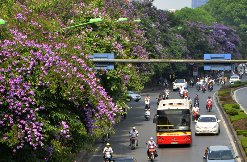 Hoa bằng lắm tím tô điểm cho đường phố thêm lãng mạn ngập tràn