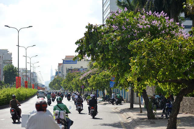 Con đường Cộng Hòa trải dài hoa bằng lăng tím