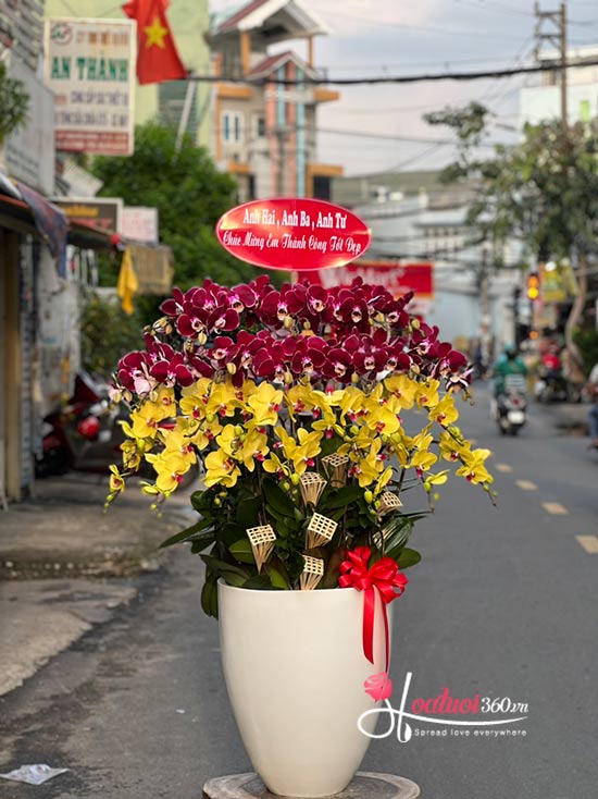 Chậu lan hồ điệp kết hợp - Thành tựu mới