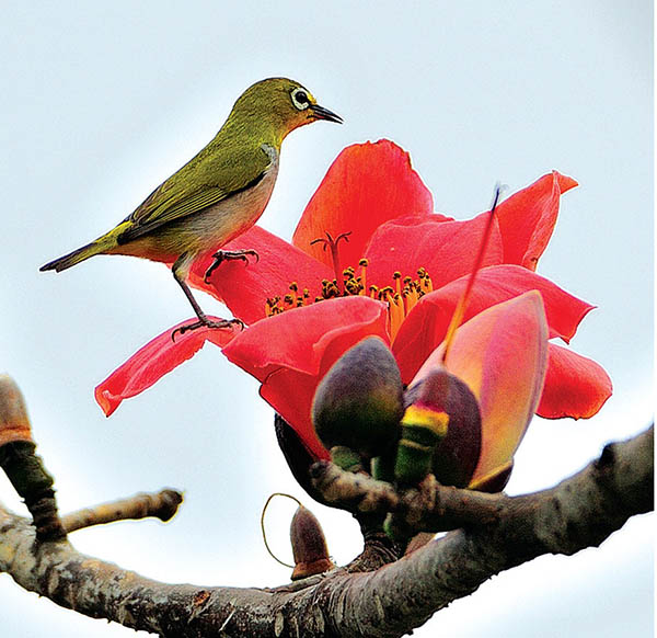 Hình ảnh hoa Gạo đẹp say lòng người