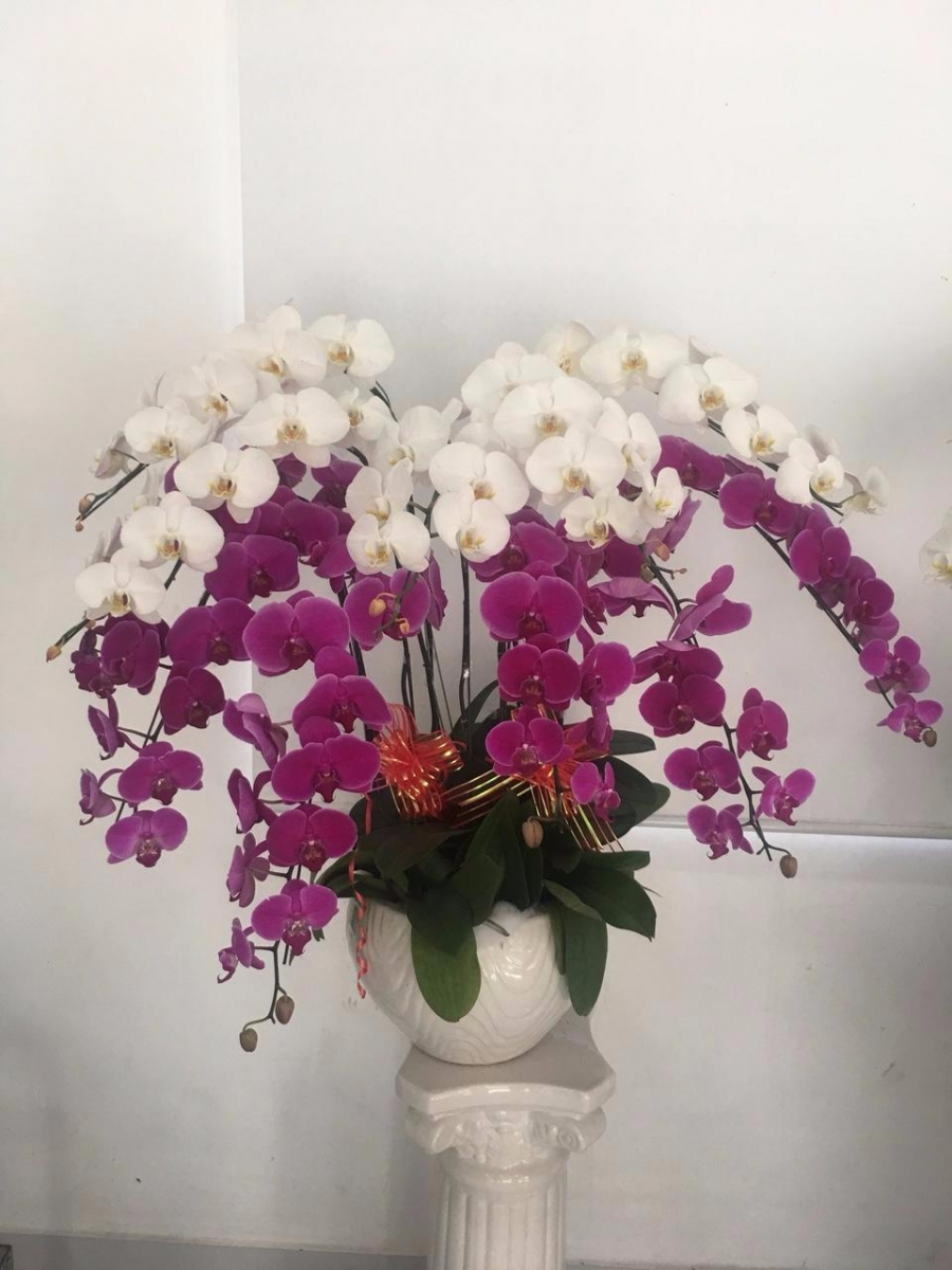chậu lan hồ điệp ấn tượng quận 7