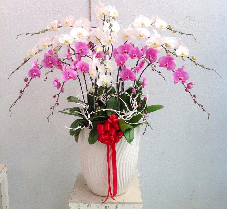 Chậu lan trắng tím đại diện cho khởi đầu mới, an lành đầu năm
