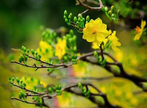 Mai vàng khoe sắc ngày Tết 2019