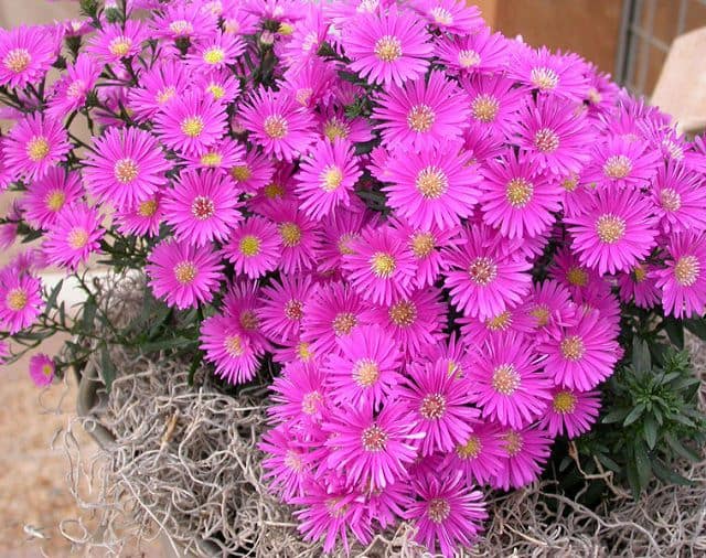 Hoa Thạch Thảo tiếng anh mang tên Aster amellus