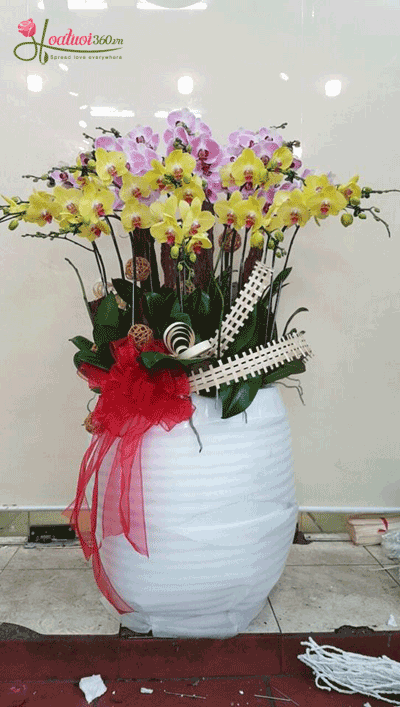 Chậu lan hồ điệp kết hợp 2 tông màu sắc tại quận 6