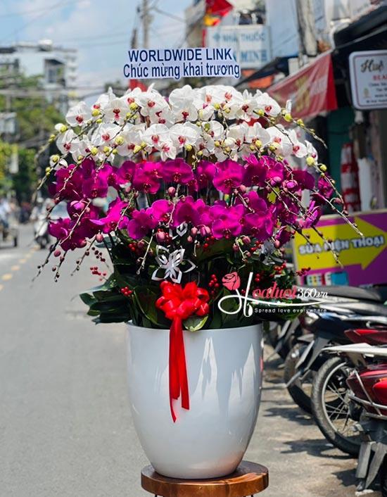 Chậu lan hồ điệp kết hợp - Sắc hoa ngày nắng