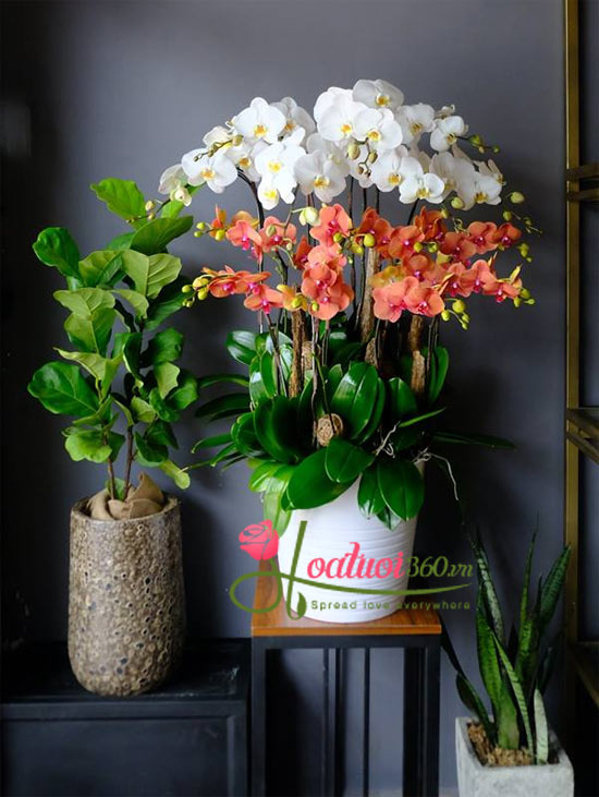 Chậu lan hồ điệp đẹp chưng ngày tết 