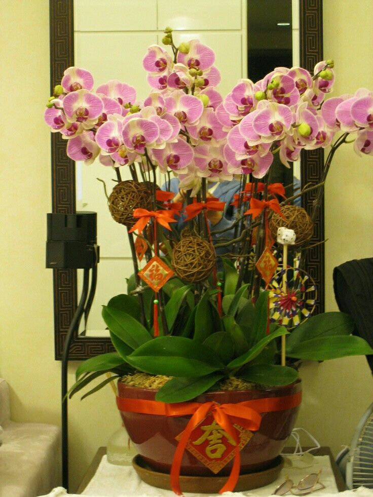 Lan hồ điệp món quà tết không thể thiếu