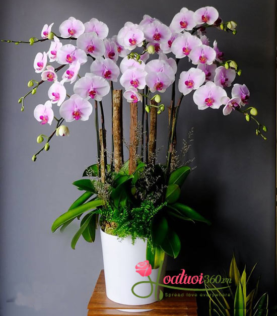 Chậu lan hồ điệp luôn được nhiều người yêu chuộng nhất là ngày lễ tết