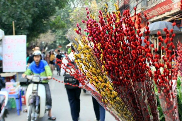 Cách giữ Nụ Tầm Xuân được lâu trong ngày Tết