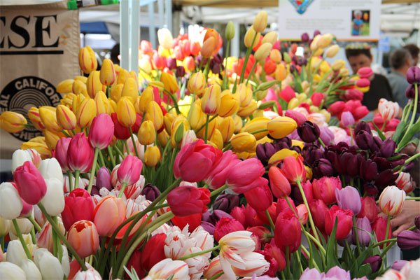 Giá hoa tulip trên thị trường hiên nay là bao nhiêu?