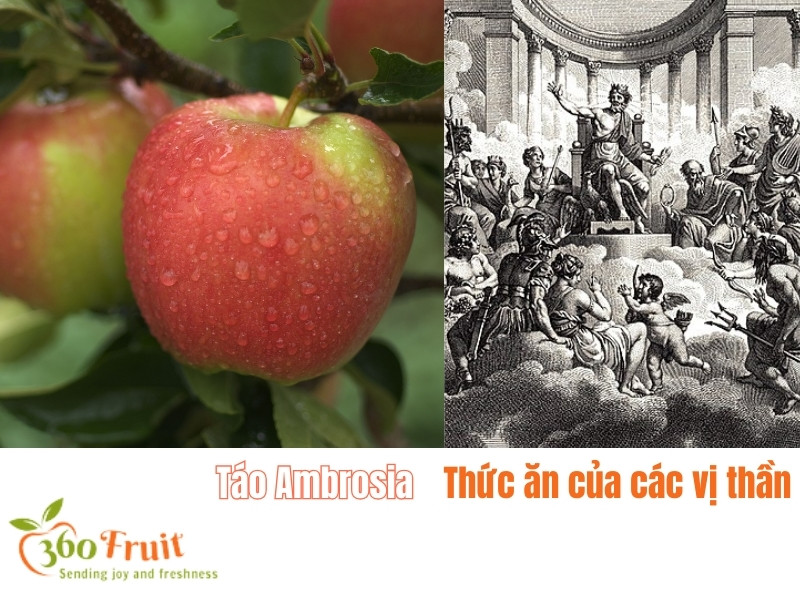 Táo Ambrosia thức ăn của các vị thần linh 