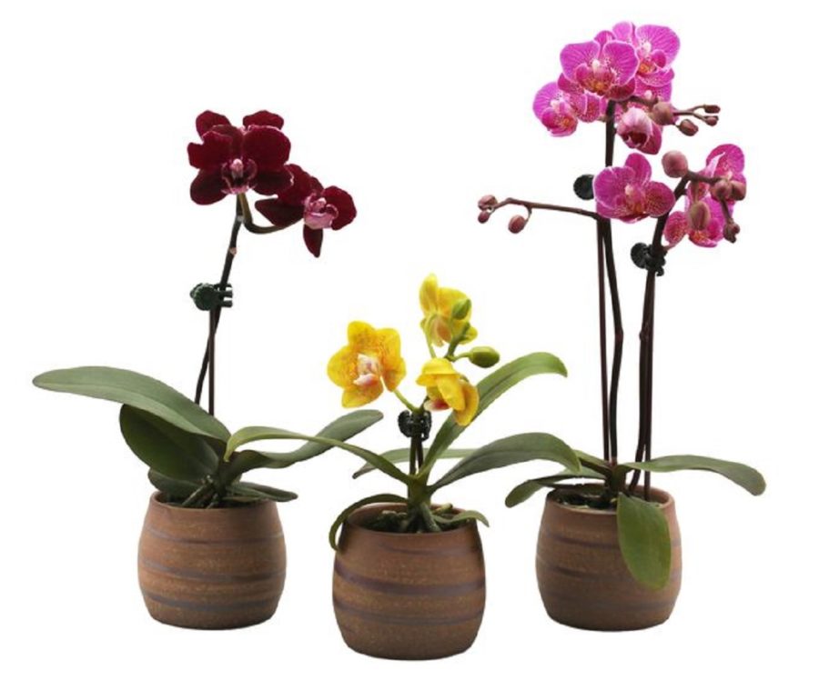 Các lan hồ điệp được bán tại shop cửa hàng lan hồ điệp quận 2
