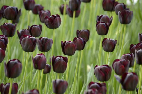 Hoa tulip đen đẹp mang ý nghĩa gì