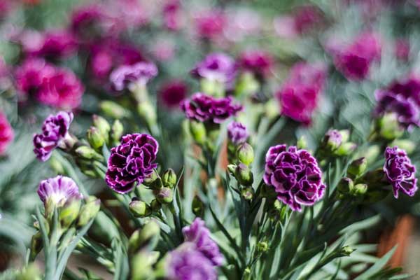 Những bông hoa cẩm chướng tím thể hiện sự chấp nhận tình cảm